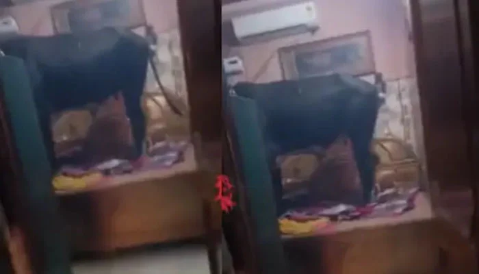 بھینس اور بیل کے کمرے میں گھس آنے پر خاتون 2 گھنٹے کیلئے الماری میں بند
