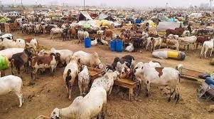 ایشیا کی سب سے بڑی مویشی منڈی سج گئی