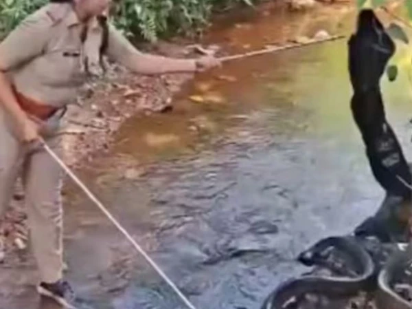 دلیر خاتون افسر نے کنگ کوبرا کو پکڑ کر سب کو حیران کردیا