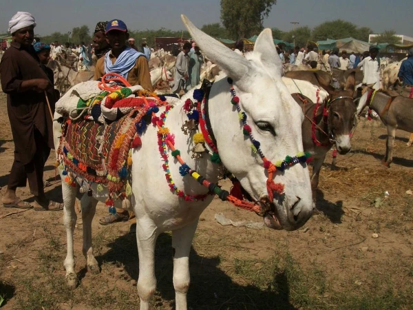 قیمتی اور نایاب گدھے بدین میں جمع ہوگئے