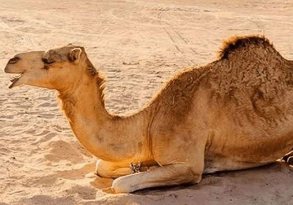 زخمی اونٹنی کے جبڑے کی سرجری، انفیکشن زدہ ٹانگ کاٹ دی گئی