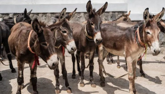 گدھے کا گوشت اور کھالیں چین برآمد کرنے کی منظوری